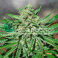Semillas feminizadas de CBD Tonic