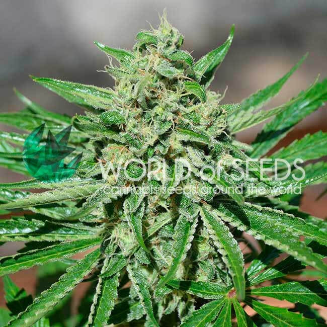 Semillas feminizadas de CBD Tonic
