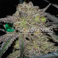 Semillas feminizadas de Tonic Ryder CBD Auto