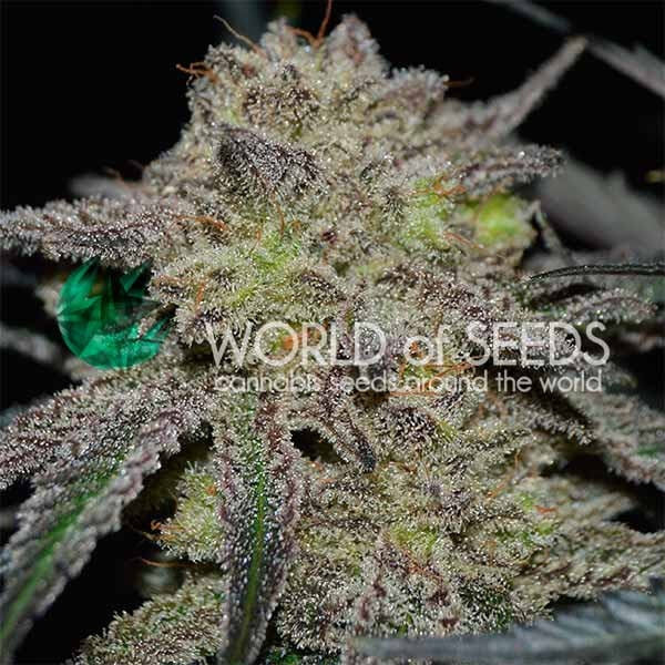 Semillas feminizadas de Tonic Ryder CBD Auto