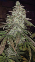 Strelka Regular Seeds