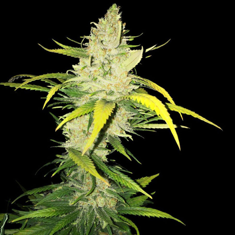 LA S.A.G.E. Feminised Seeds
