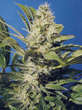 Chocolate Chunk Feminised Seeds