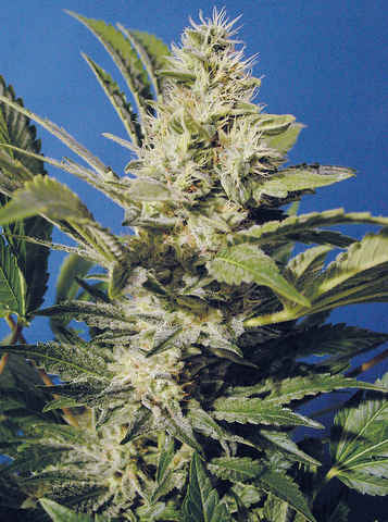 Semillas feminizadas Chocolate Chunk