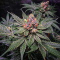 Semillas feminizadas de Strawberry Glue