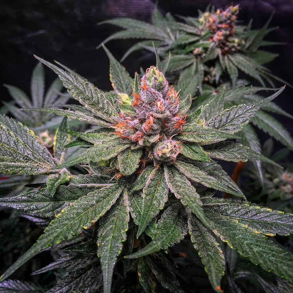 Semillas feminizadas de Strawberry Glue