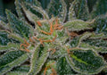 Semillas regulares de Skunk XXX