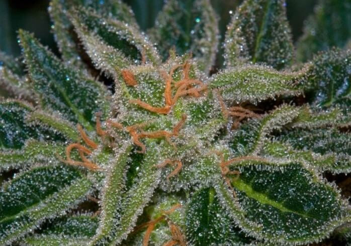 Semillas regulares de Skunk XXX
