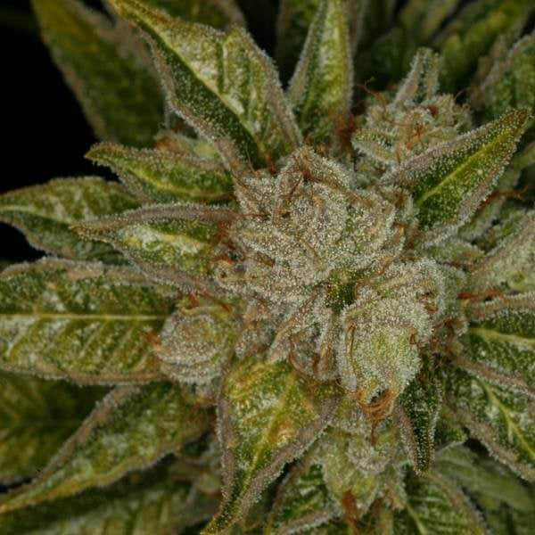 MK Ultra Regular Seeds