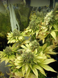 Semillas regulares de Sage 'n' Sour