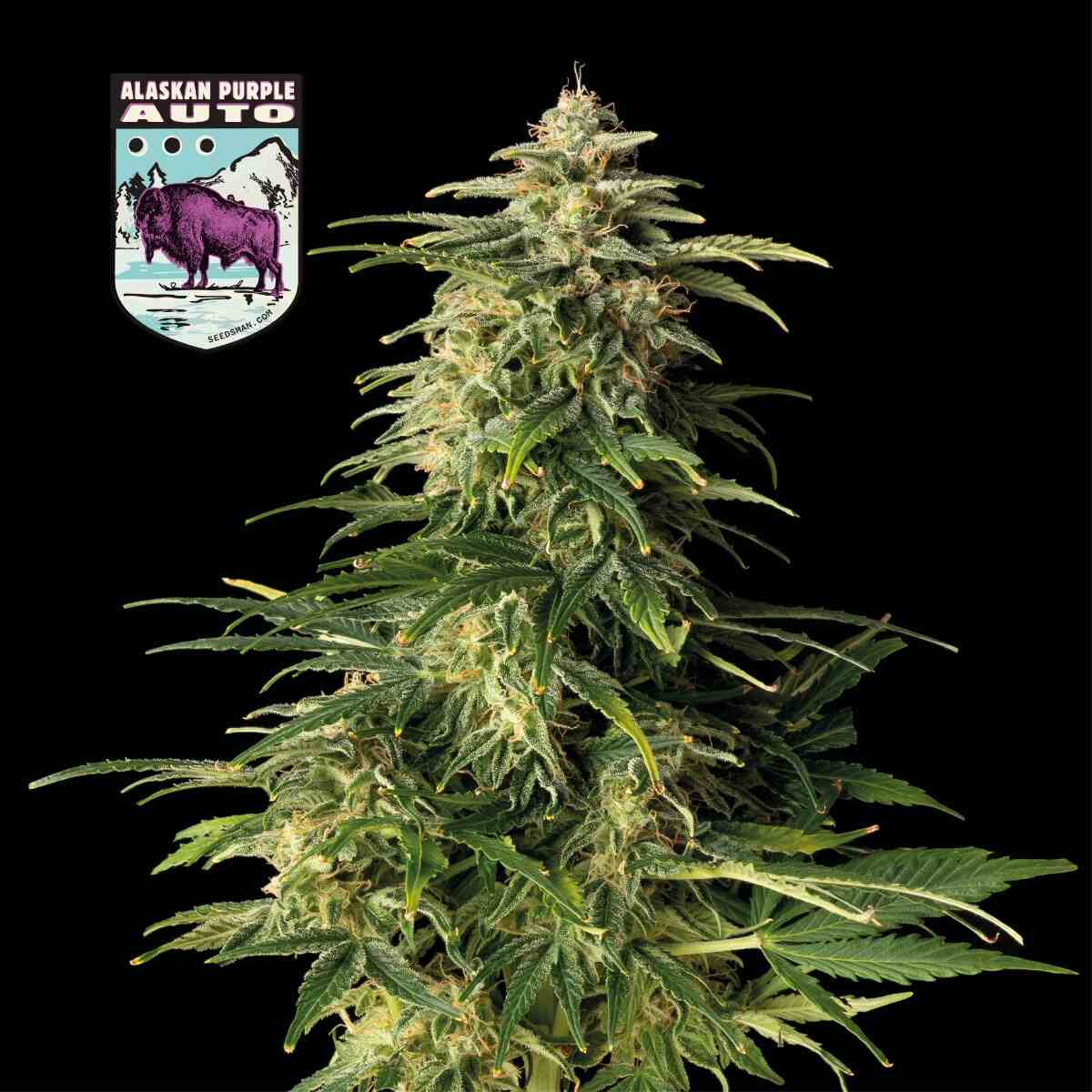 Semillas feminizadas de Alaskan Purple Auto