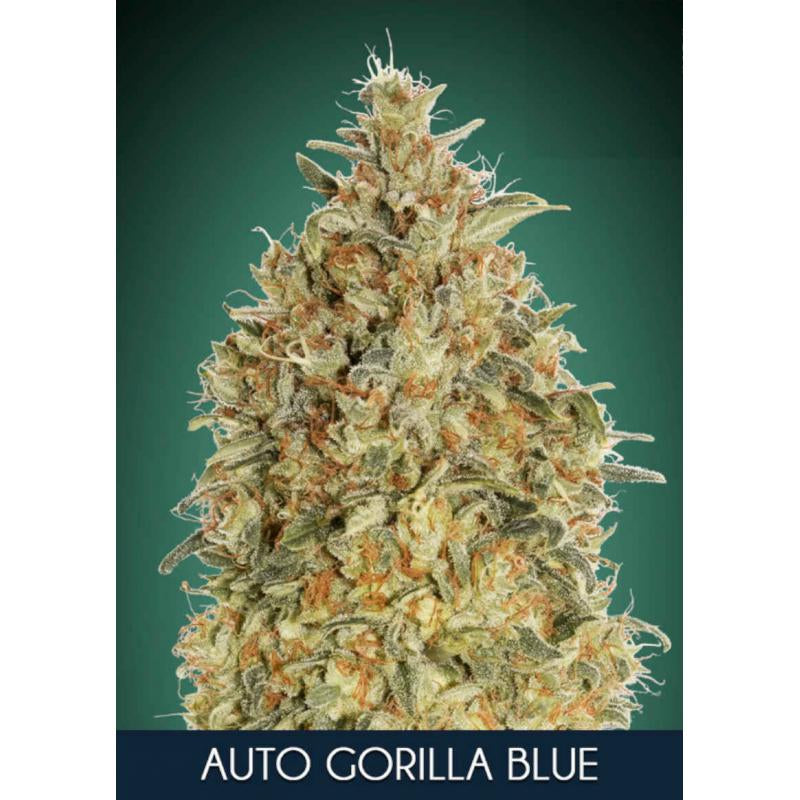 Semillas feminizadas de Gorilla Blue Auto