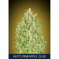 Semillas feminizadas de Pineapple Glue Auto