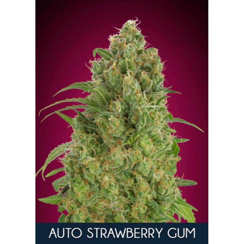 Semillas feminizadas de Strawberry Gum Auto