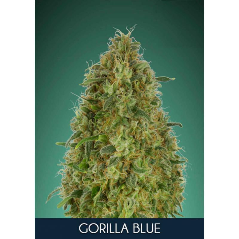 Semillas feminizadas de Gorilla Blue