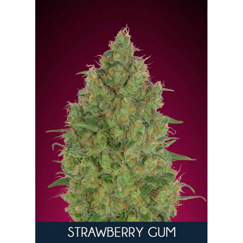 Semillas feminizadas de Strawberry Gum