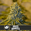Bruce Banner #3 Feminisierte Samen