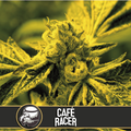 Café Racer Feminised Seeds