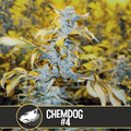 Chemdog #4 Feminisierte Samen