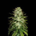 Critical Plus Feminised Seeds