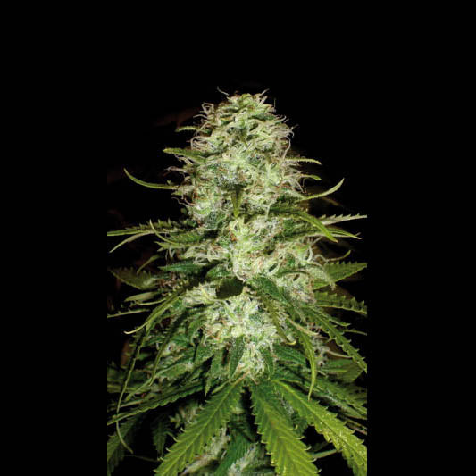 Critical Plus Feminised Seeds
