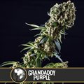 Grandaddy Purple feminisierte Samen