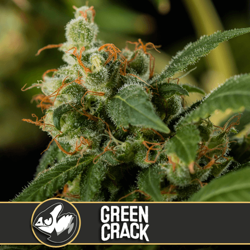 Green Crack Feminised Seeds