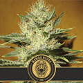 Mamba Negra CBD Feminised Seeds