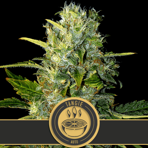 Tangie Auto Feminised Seeds