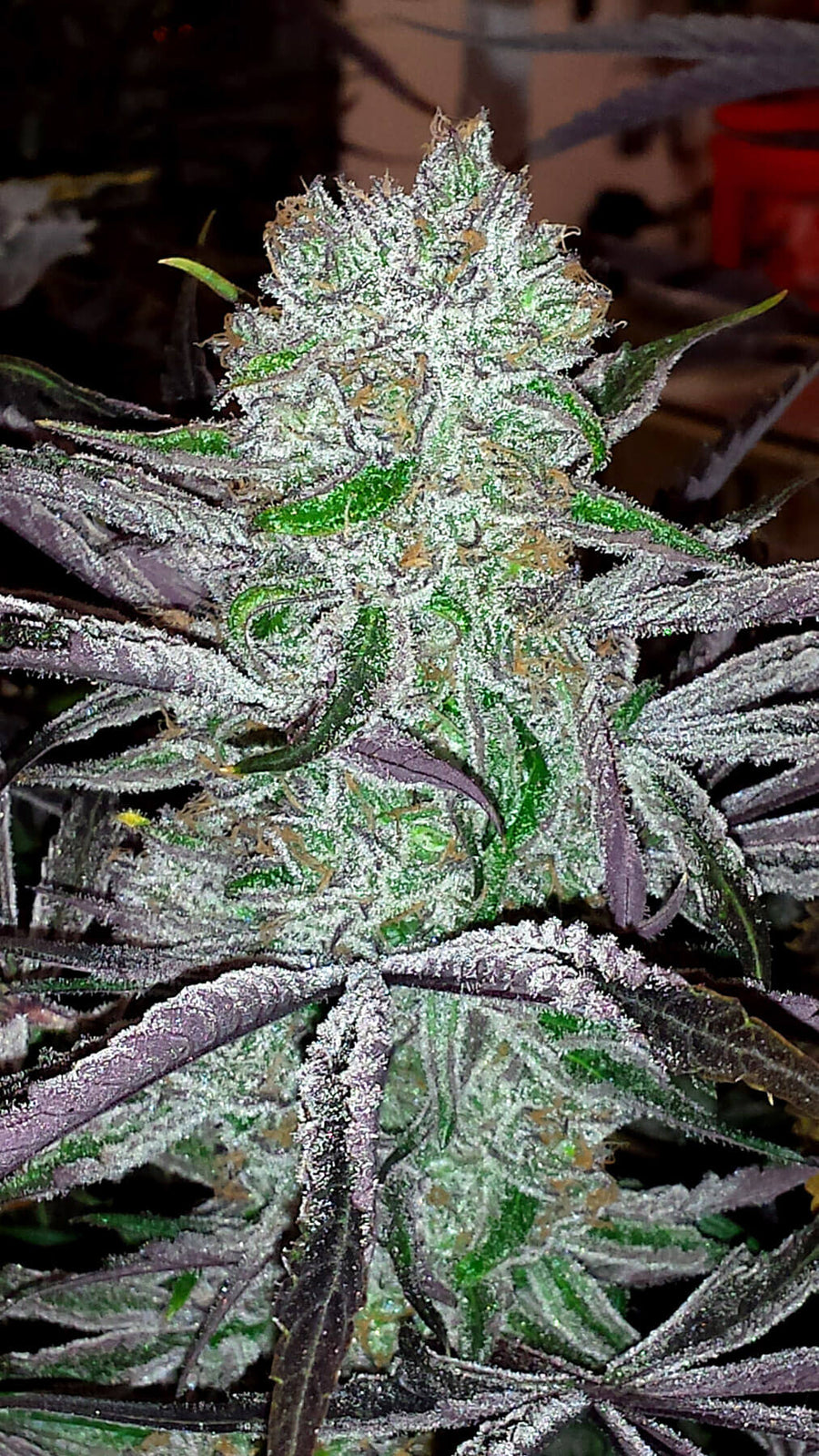 Best Friend Regular Seeds