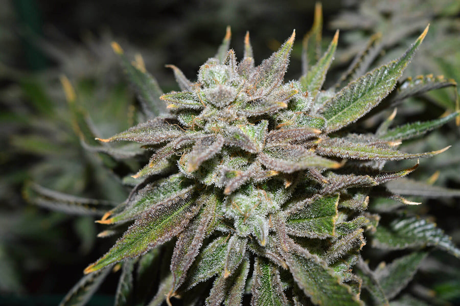Nomad Regular Seeds