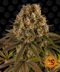 Semillas feminizadas de Strawberry Lemonade