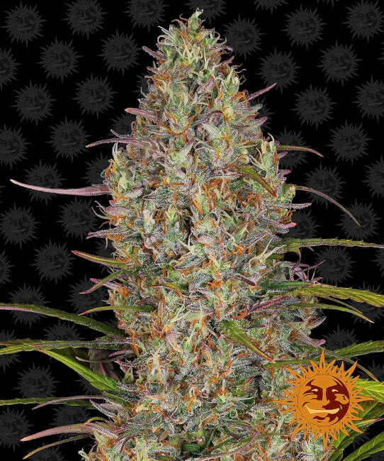 Glue Gelato Auto Feminisierte Samen