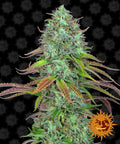 Semillas feminizadas LSD Auto