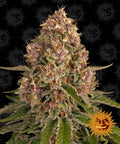 Semillas feminizadas de Pink Kush