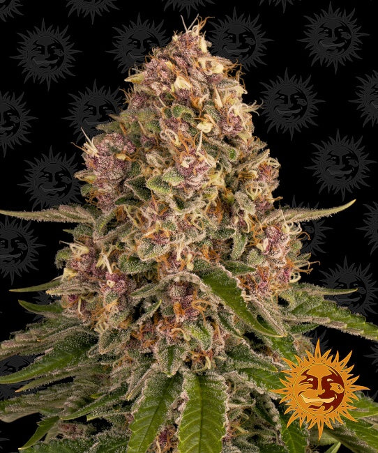 Semillas feminizadas de Pink Kush