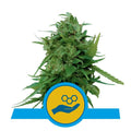 Semillas feminizadas Solomatic CBD Auto