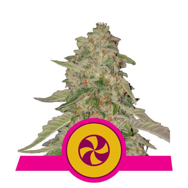 Sweet ZZ (formerly Sweet Zkittlez) Feminised Seeds