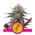 Green Crack Punch feminisierte Samen