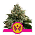 Legendary OG Punch Feminised Seeds
