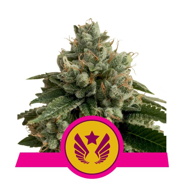 Semillas feminizadas de Legendary OG Punch