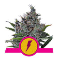 North Thunderfuck Feminised Seeds