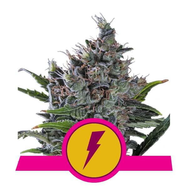 North Thunderfuck Feminised Seeds
