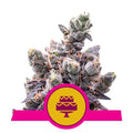 Semillas feminizadas de Wedding Gelato