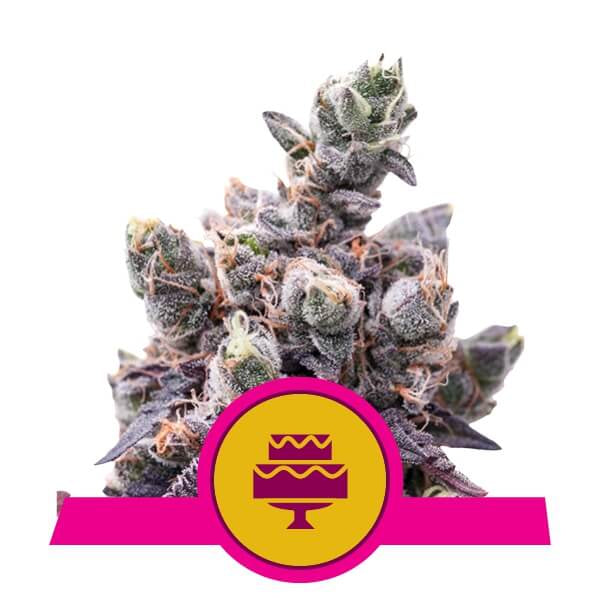 Wedding Gelato Feminised Seeds