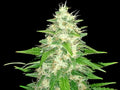 Semillas feminizadas de Gorilla Glue