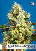 Semillas feminizadas de Sweet Gelato Auto