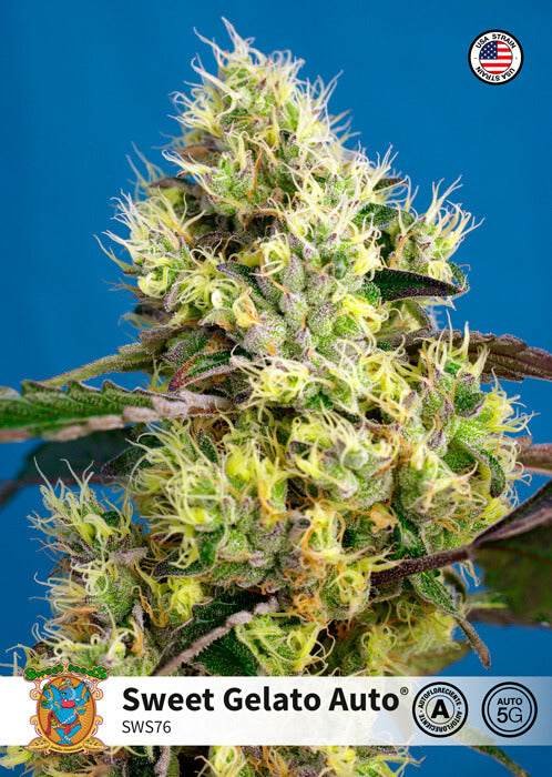 Semillas feminizadas de Sweet Gelato Auto