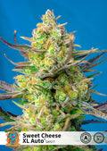 Sweet Cheese XL Auto Feminisierte Samen