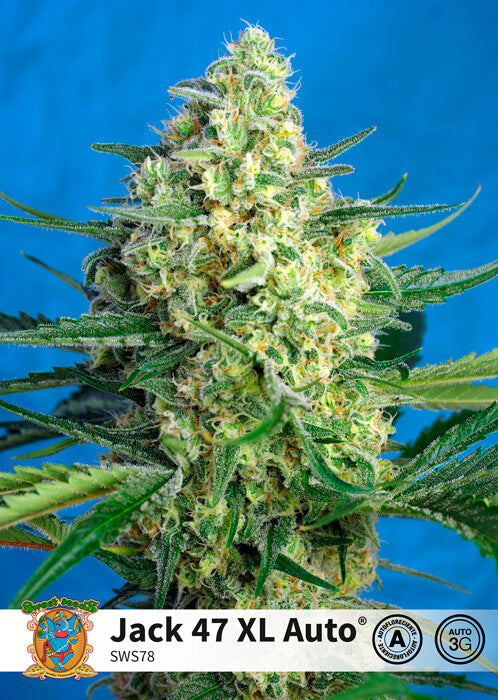 Semillas feminizadas de Jack 47 XL Auto